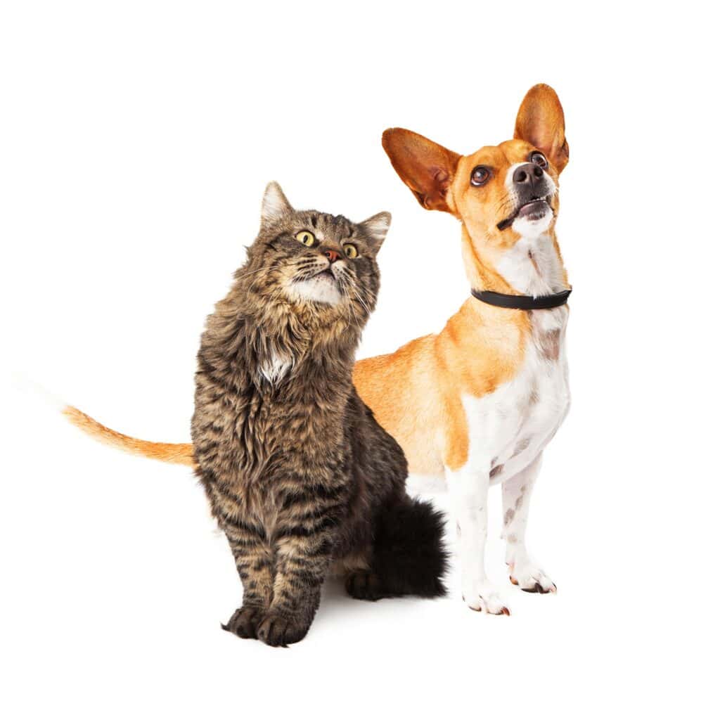 Dog and Cat Looking Up Together